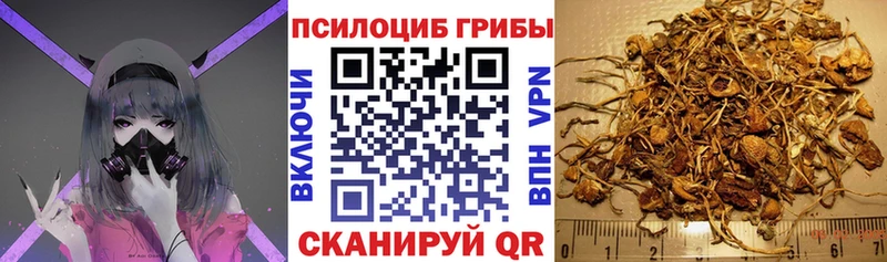 где купить наркоту  Шарья  Псилоцибиновые грибы мицелий 
